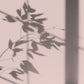 Algo Eco-Friendly Paint - Terre Rose