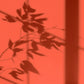Algo Eco-Friendly Paint - Koral Orange