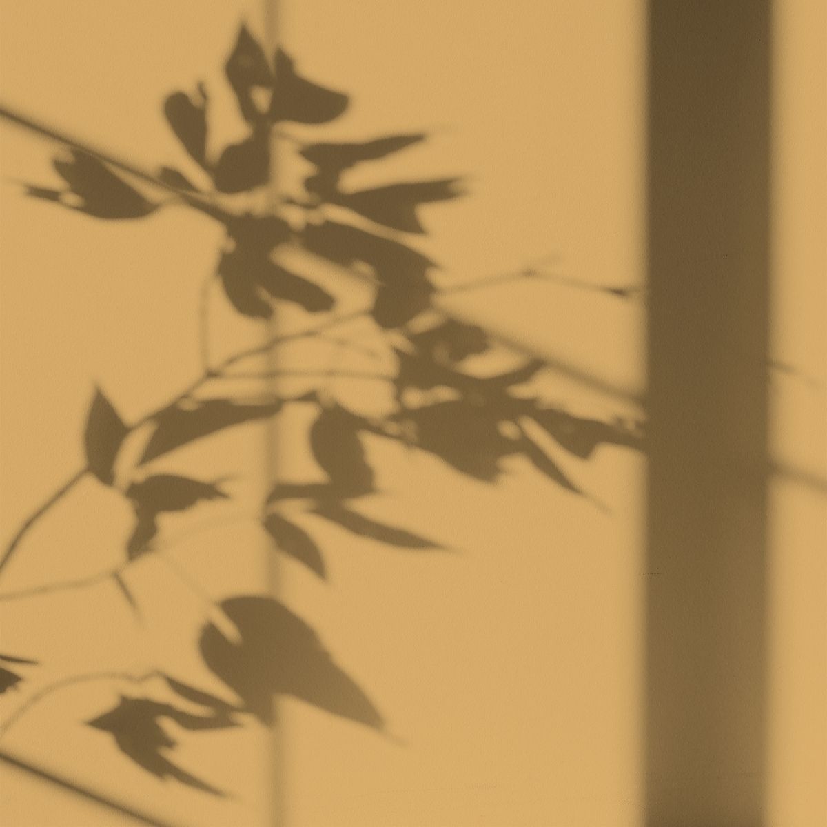 Algo Eco-Friendly Paint - Exquisite Mirabelle Yellow