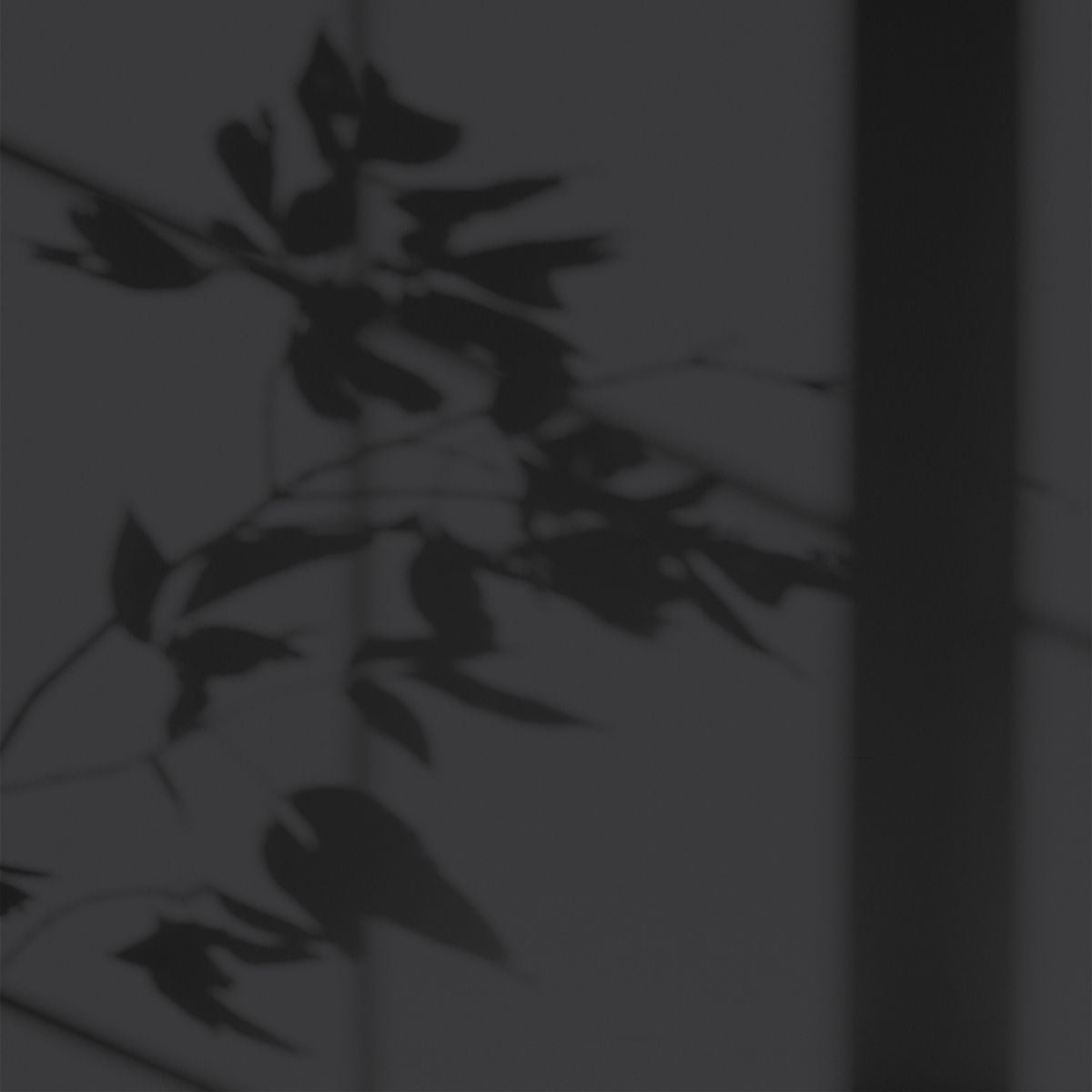Algo Eco-Friendly Paint - Piana Black