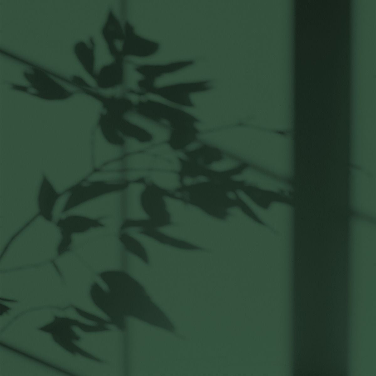 Algo Eco-Friendly Paint - Pine Forest Green