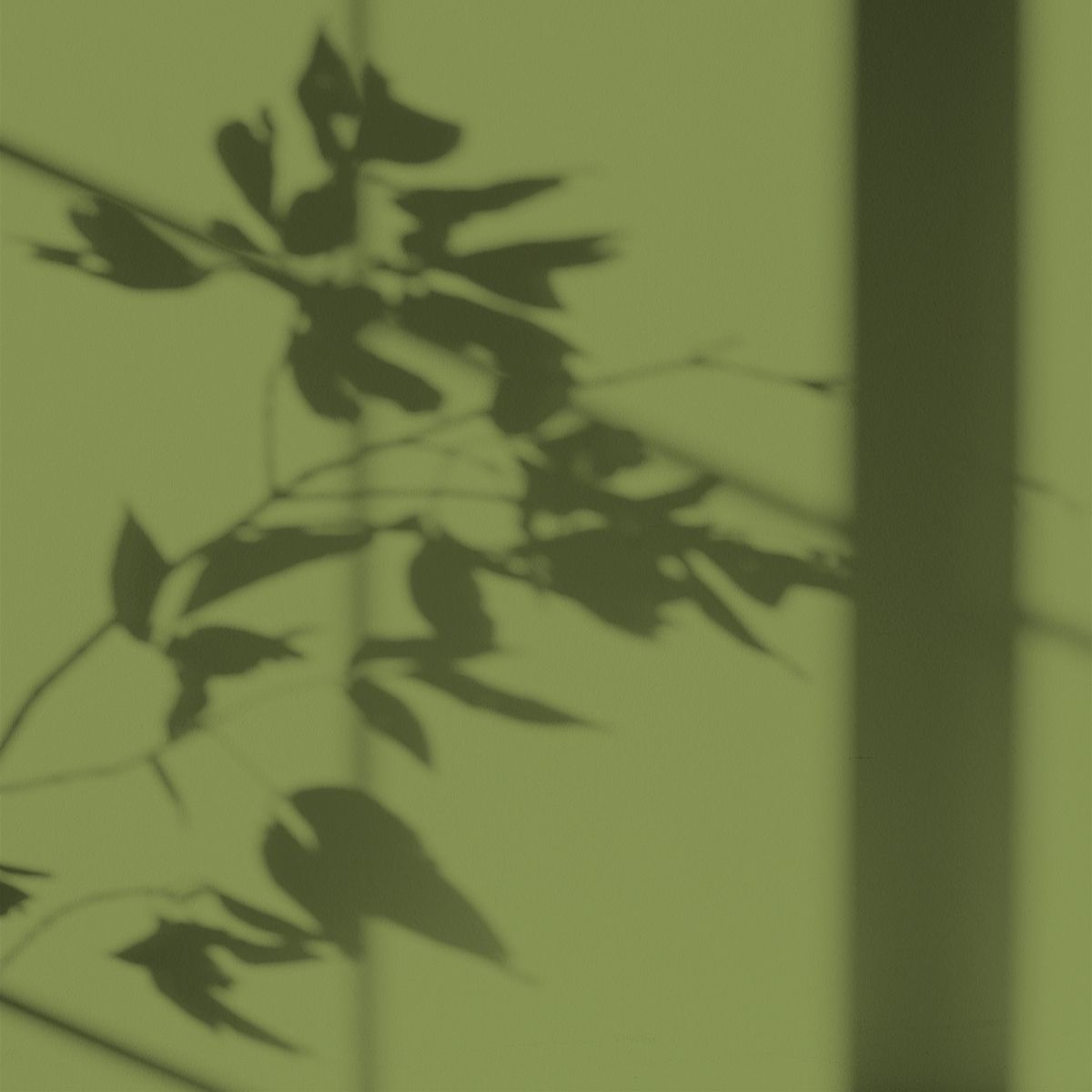 Peinture écologique Algo - Vert olive de Méditerranée