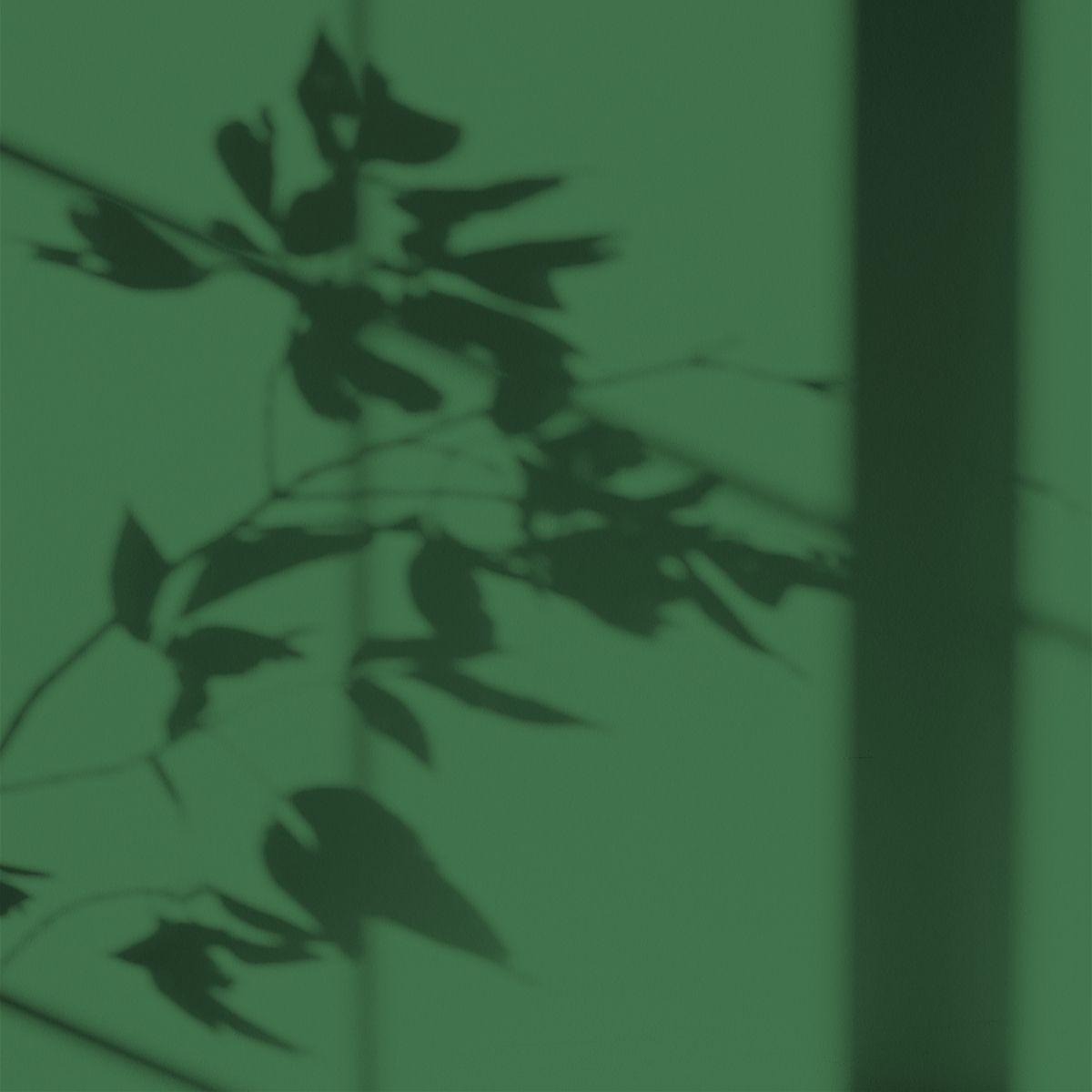 Algo ecological paint - Jura Fir Green
